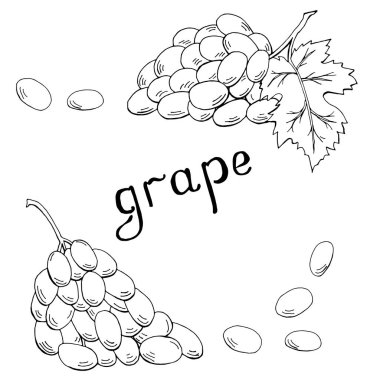 Yaprakları ve harf vektör illüstrasyon ile elemanların el çizilmiş üzüm tek renkli seti