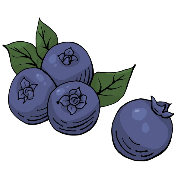 Handgezeichnete blaue Heidelbeeren Blaubeeren mit grünen Blättern auf weißem Hintergrund Vektor Illustration — Stockvektor