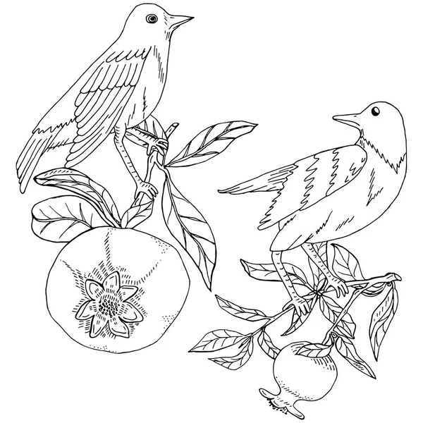 Нарисованные вручную соловьи в ветвях граната для раскрашивания векторной иллюстрации — стоковый вектор