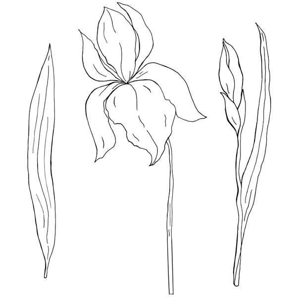 Hand getekende Iris Fleur-de-Lis met Bud en blad wit en zwart contour vector illustratie — Stockvector