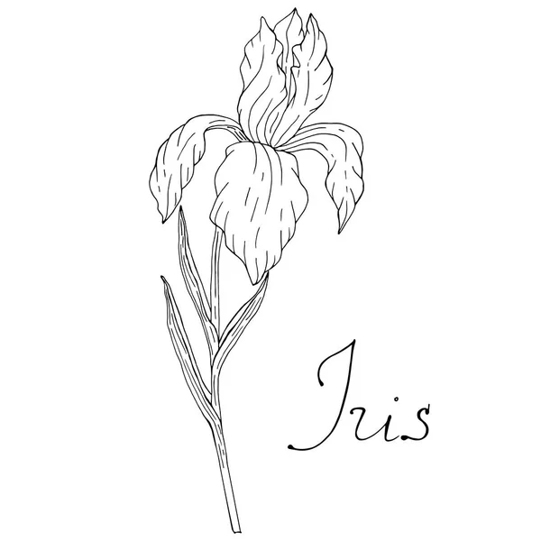 Floral schets van Iris met belettering vector illustratie hand getekende bloem — Stockvector