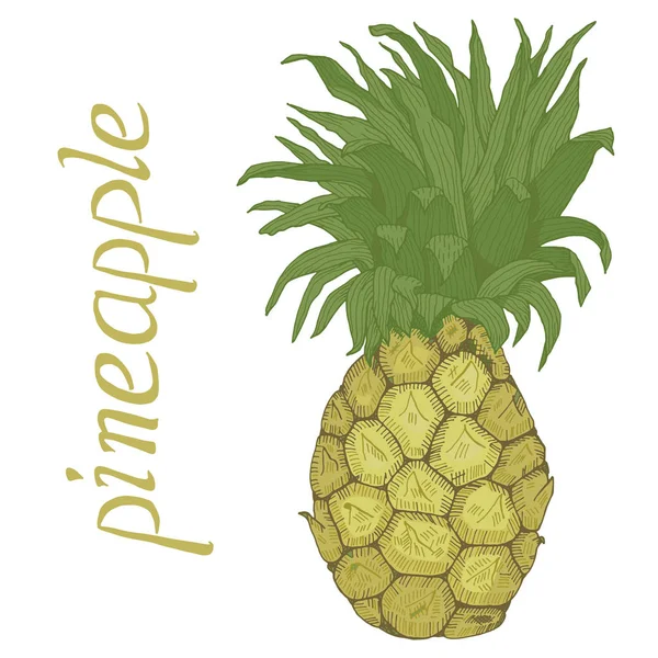Ananas dessiné à la main avec des feuilles et illustration vectorielle de lettrage — Image vectorielle