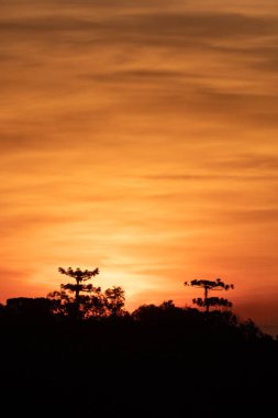 bir dağın tepesine içinde Sunset'teki çam