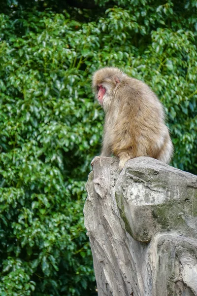 Baboon Alone Rock — Stock Photo, Image