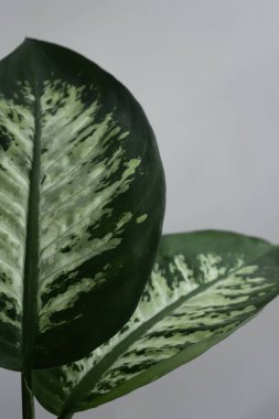 Two Dumb Cane Leafs detail
