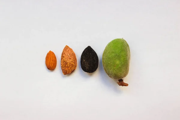 杏仁成熟的四个阶段 从绿色坚果到成熟 — 图库照片