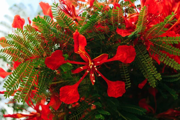Ярко Красный Цветок Delonix Regia Крупным Планом — стоковое фото