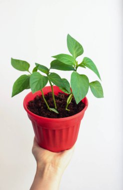 Paprika tencerede yetişir.