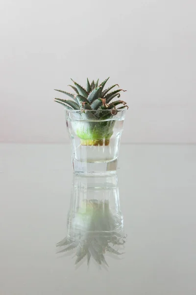 Wzrost Ananasa Szklance Wody — Zdjęcie stockowe