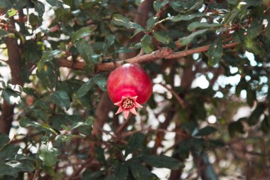 Ağaçtaki küçük kırmızı nar.