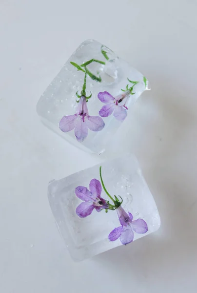 Decorative Ice Cubes Flowers Table Beverage Serving — Stock Photo, Image