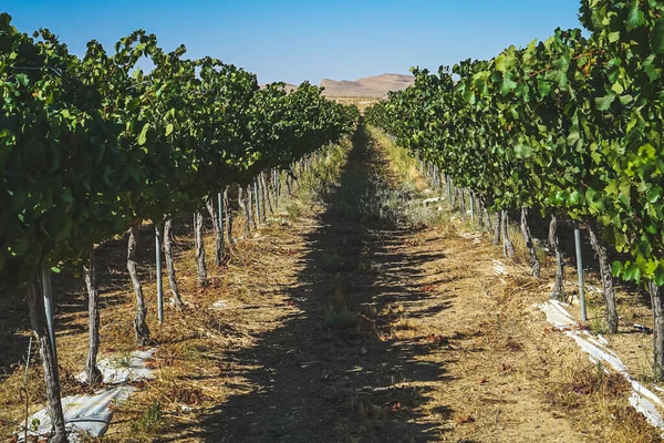 Wunderschöne Weinberge Der Negev Wüste Israel lizenzfreie Stockbilder