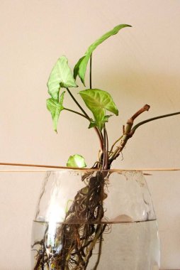 Cam vazodaki ev bitkisi.