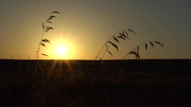 Espiguillas Frente Sol Desierto Del Neguev — Vídeo de stock