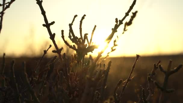 Deslumbramiento Del Sol Amanecer Una Planta Desierto Ramón Mitzpe Israel — Vídeo de stock
