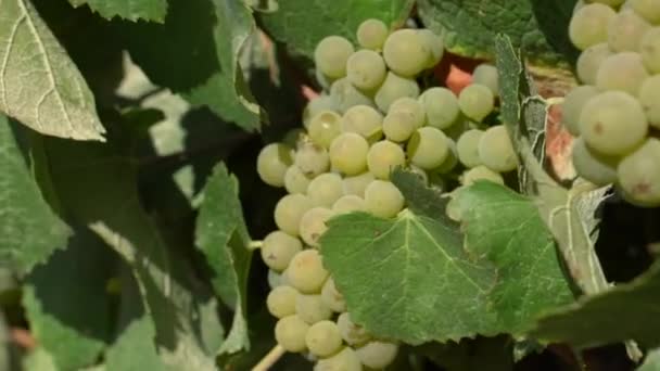 Handcam video of bunches of white grapes on the plantation
