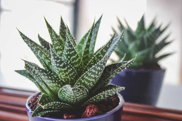 Haworthia Fasciata Roślin Jego Odbicie Lustrze — Zdjęcie stockowe