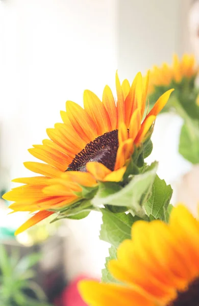 Leuchtend Gelbe Sonnenblumen Innenraum — Stockfoto