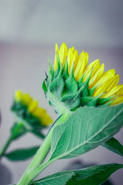 Sonnenblume Und Ihre Spiegelung Spiegel — Stockfoto