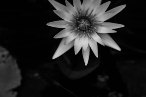 Black White Photo Big Water Lily — Stock Photo, Image