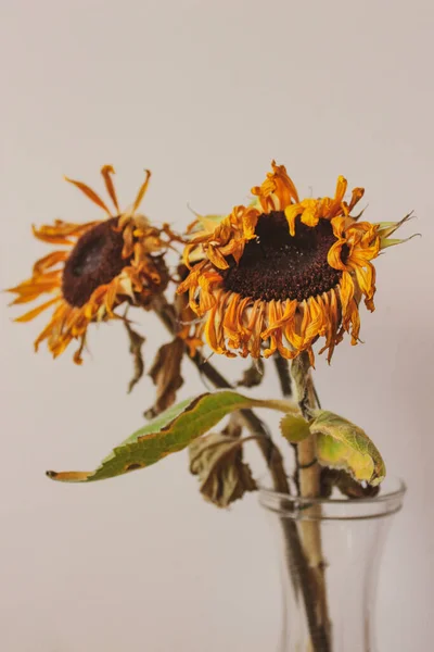 Single Dry Sunflower Light Background — Stock Photo, Image