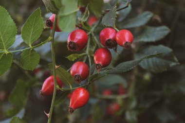 Ukrayna 'da sonbaharda kullanışlı gül üzümü