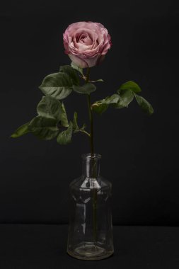 Hafif pembe mor gülü siyah karşı izole