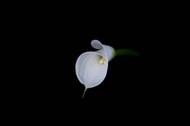 Siyah bir zemin üzerine beyaz arum lily