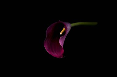 Siyah bir zemin üzerine mor arum lily