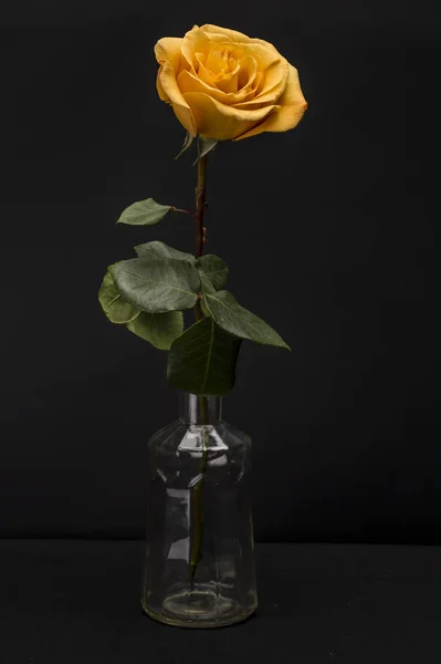 黄玫瑰与黑色隔离 — 图库照片