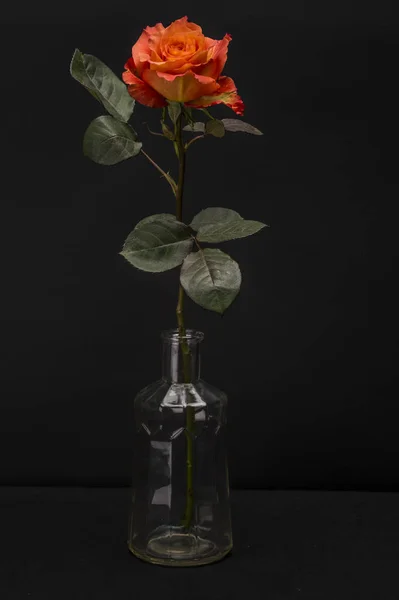 橙色玫瑰与黑色隔离 — 图库照片