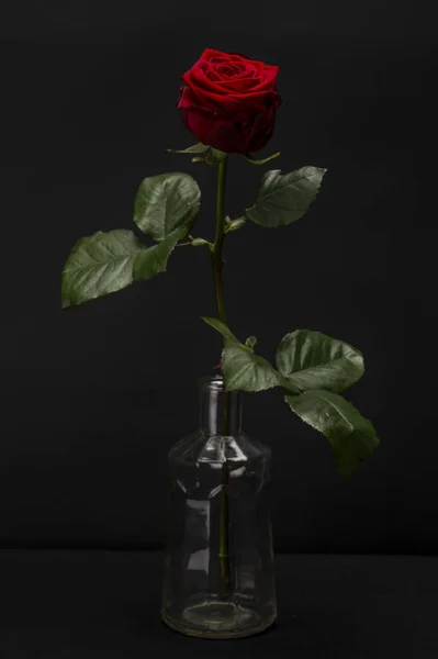 深红色玫瑰与黑色隔离 — 图库照片