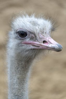 Devekuşu kuş baş ve boyun yan portre