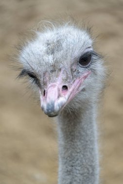 Devekuşu kuş baş ve boyun açık portre