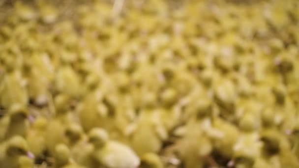 Kleine Gele Kuikens Rondlopen Eten Drinken Pluimvee Farm — Stockvideo