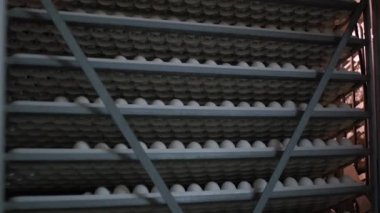 Yumurta raf, bir kuluçka yumurta raflar