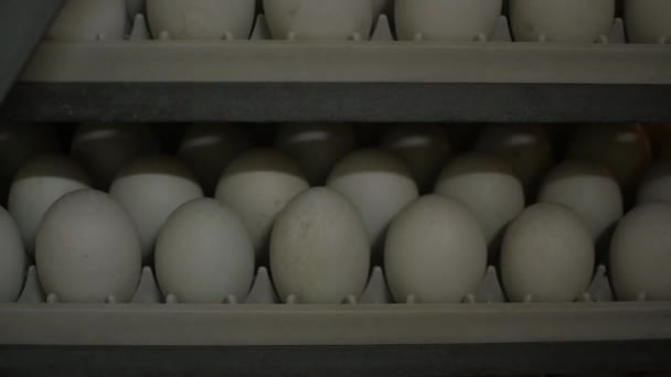 Estante de huevos, estantes de huevos en una incubadora — Vídeo de stock