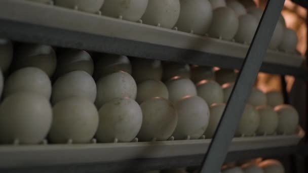 Eggs rack, eggs shelves in an incubator — Stock Video