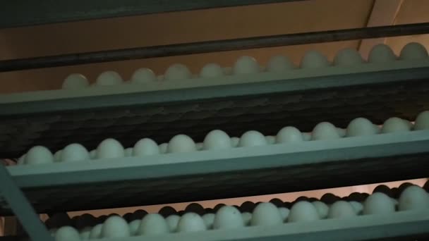 Яичная стойка, полки с яйцами в инкубаторе — стоковое видео