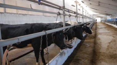 Ahırdaki İnekler saman yiyor