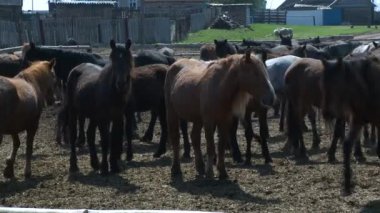 Güzel atlar çiftlikte otlatmak