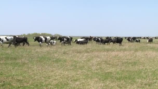 Herder leidt koeien in het veld — Stockvideo