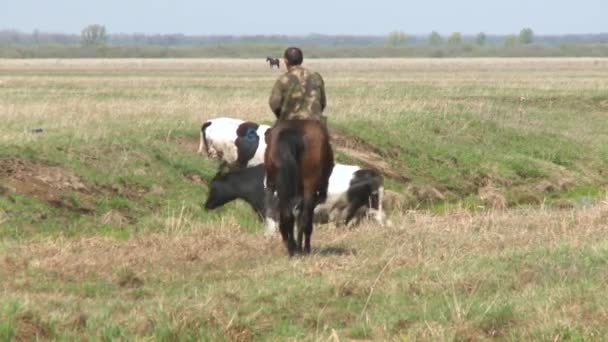 Pásztor vezet a tehén a mezőn — Stock videók