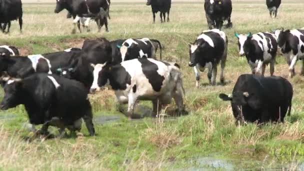 Pastor lleva vacas a través del campo — Vídeos de Stock