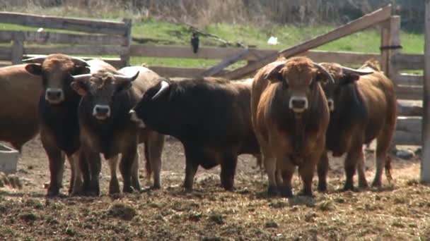 Las vacas pastan y comen en la granja — Vídeos de Stock