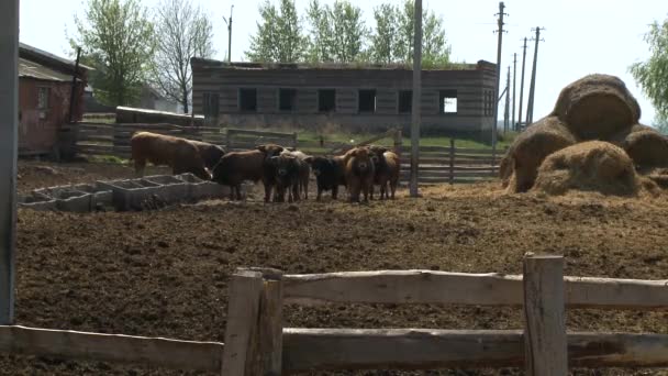 Modern Farm Barn Milking Cows Eating Hay — Stock Video