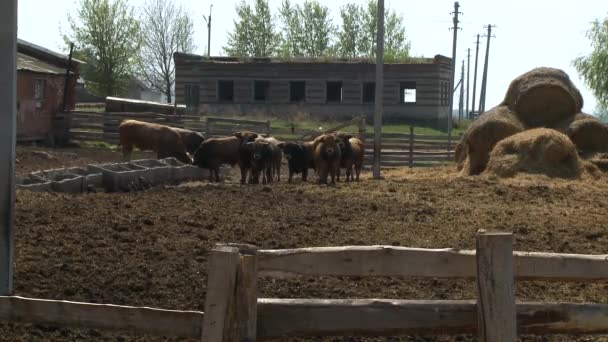 Granero Moderno Con Vacas Lecheras Comiendo Heno — Vídeos de Stock