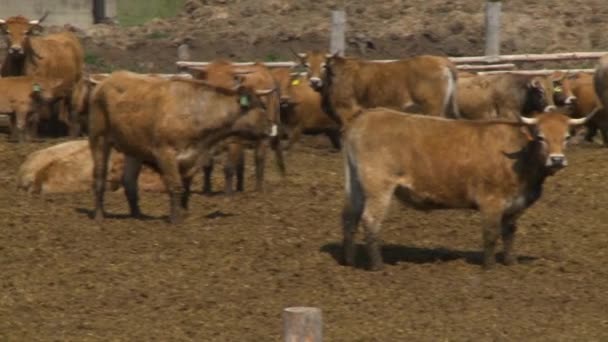 Корови ладають і їдять на фермі — стокове відео