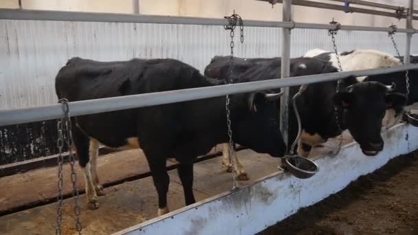Корови в сарай їдять сіно — стокове відео