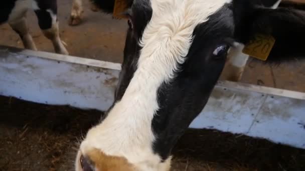 Krowy w stodole jedzą siano — Wideo stockowe